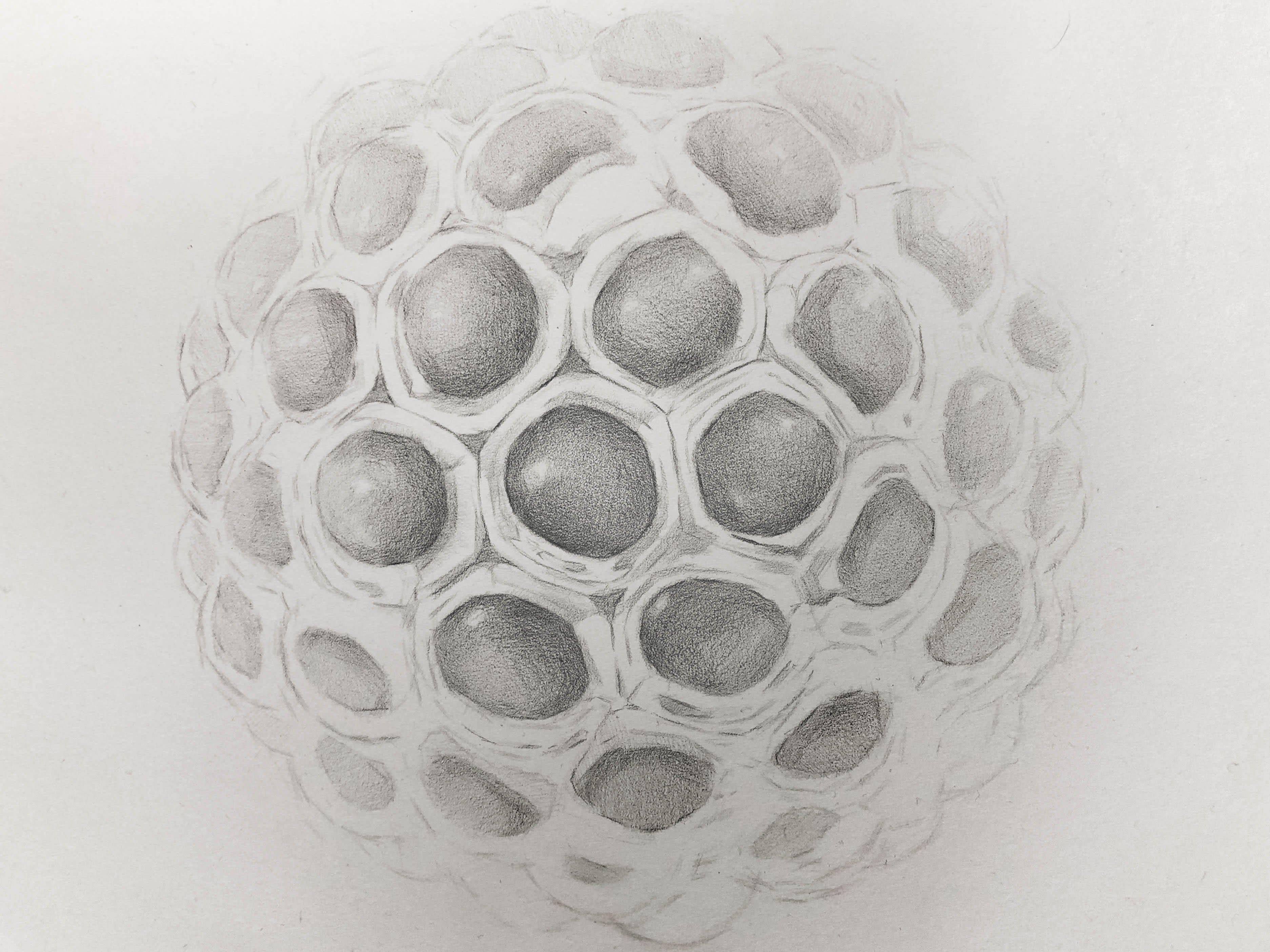 Transparency Variant 2